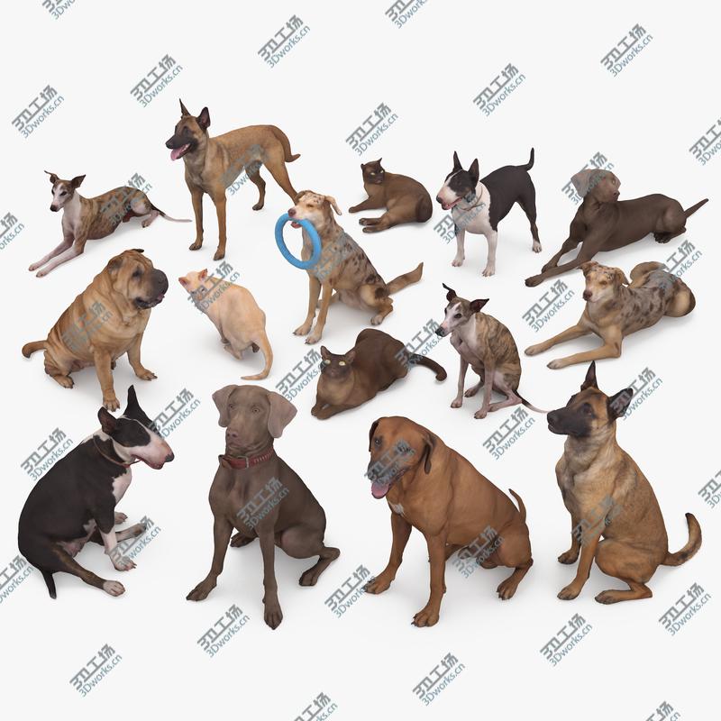 images/goods_img/2021040164/3D Animal Collection x15 3D/1.jpg